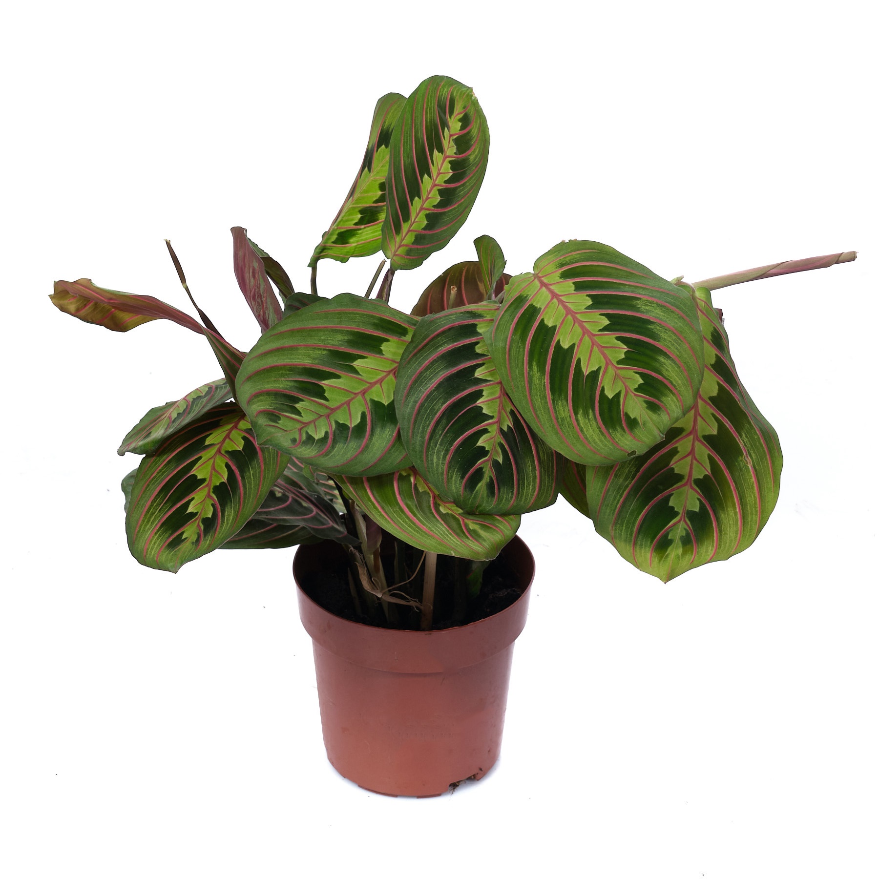 Маранта Фасцинатор Триколор