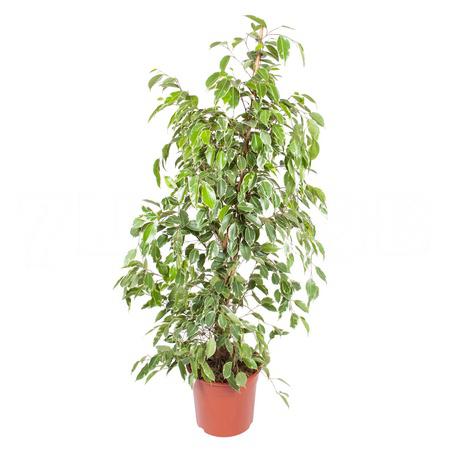 Фикус бенжамина Голден Кинг