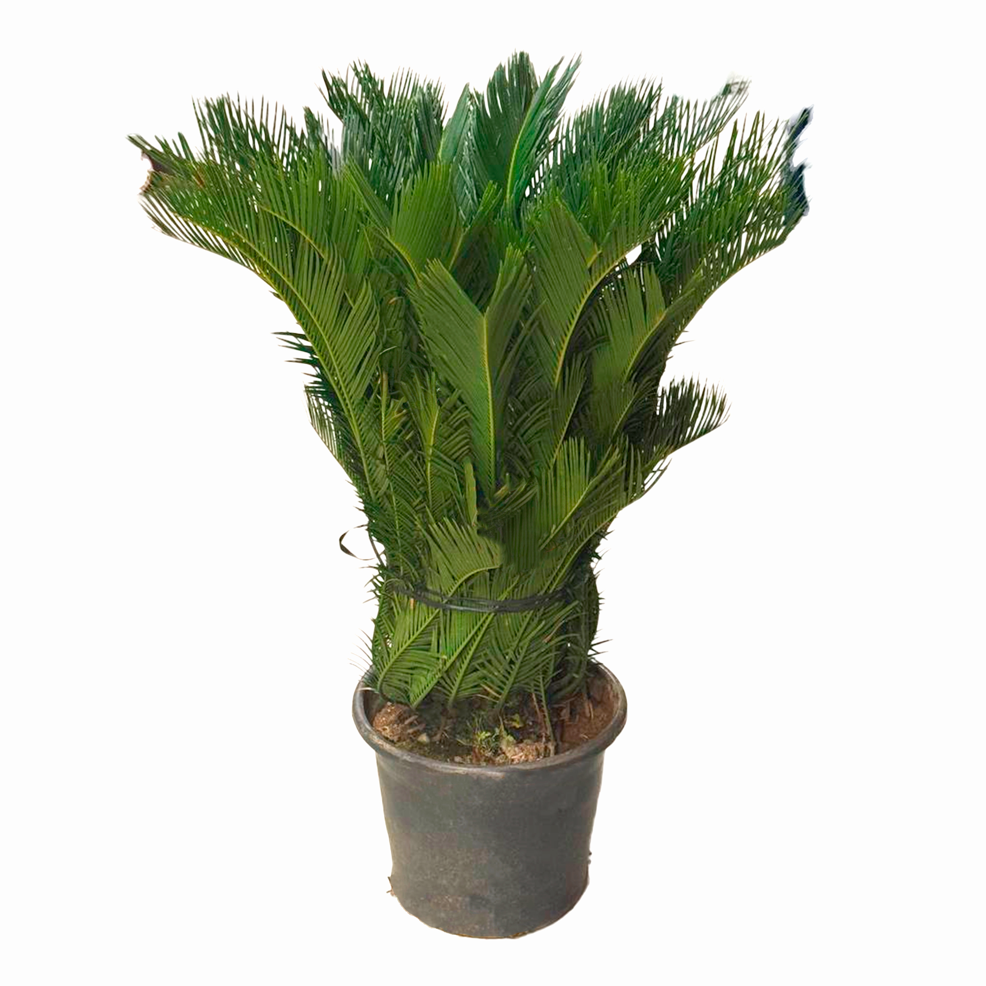 Цикас Революта