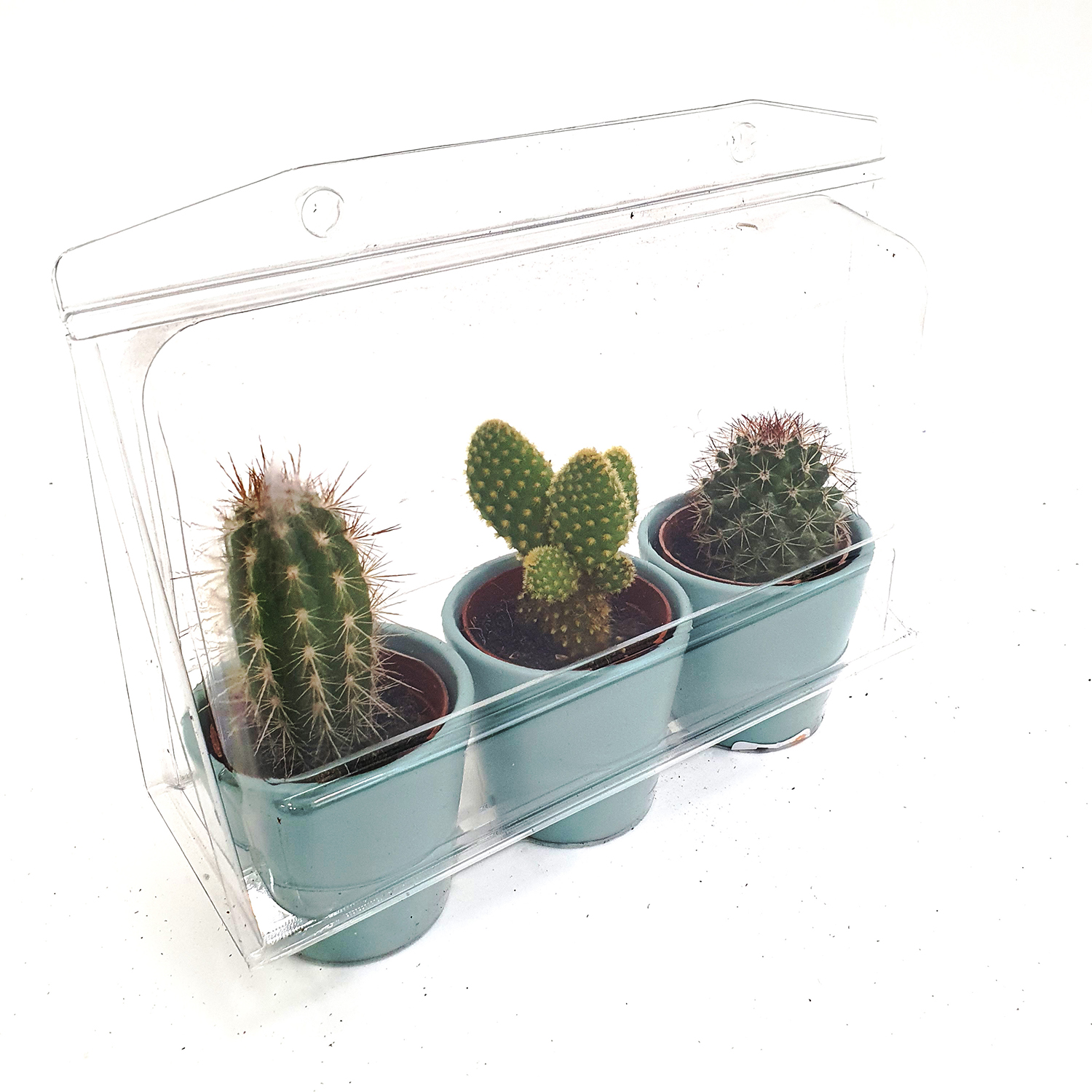 Кактус Микс в керамике