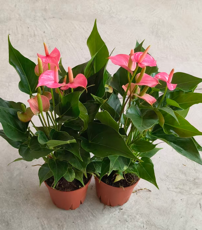 Антуриум андрианум Чемпион розовый