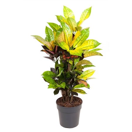 Кодиеум Миссис Айстон разветвленный