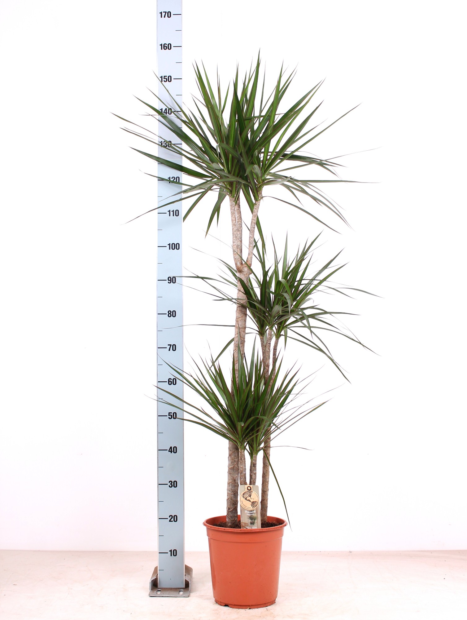 Драцена маргината 3 ст