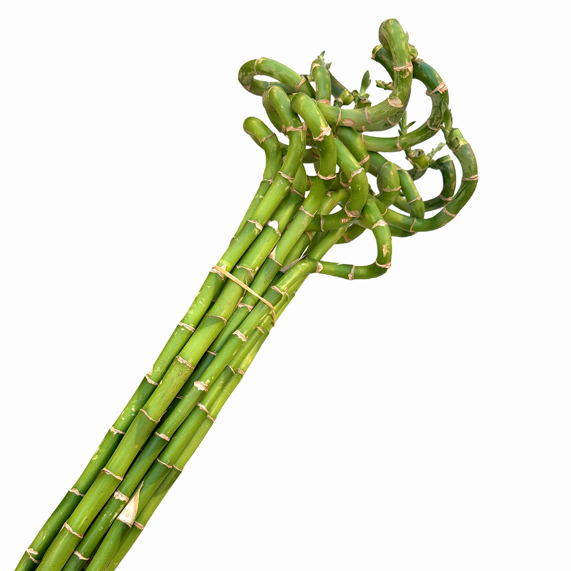 Бамбук лаки Спираль 20228