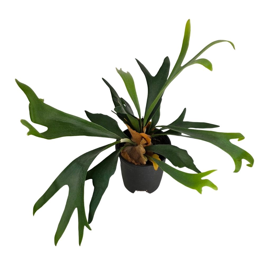 Платицериум