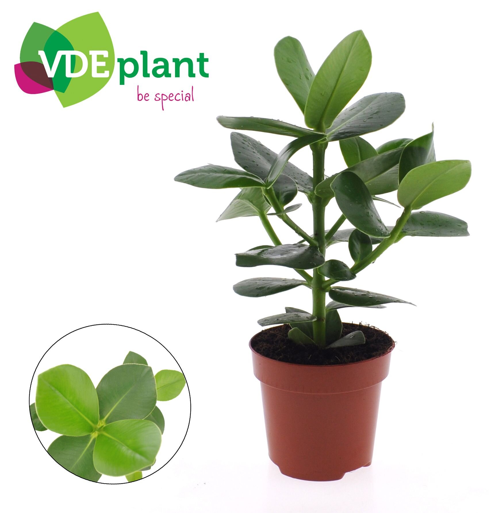 Клузия Росеа