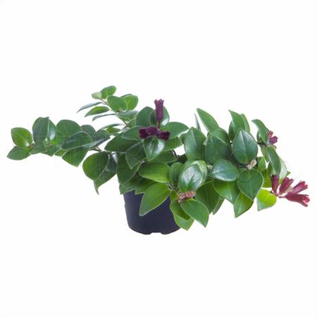 Эсхинантус Мона Лиза