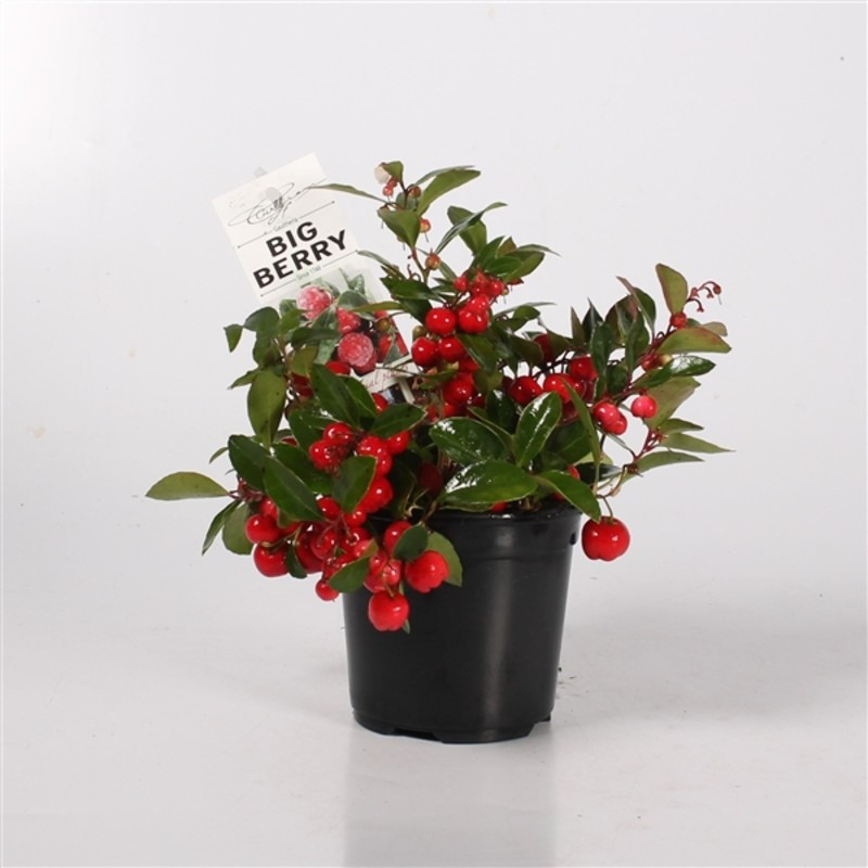 Гаултерия Биг Берри