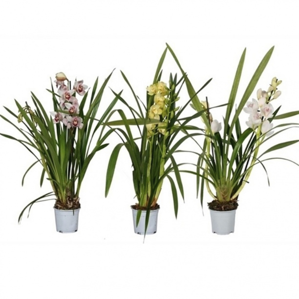 Цимбидиум Микс