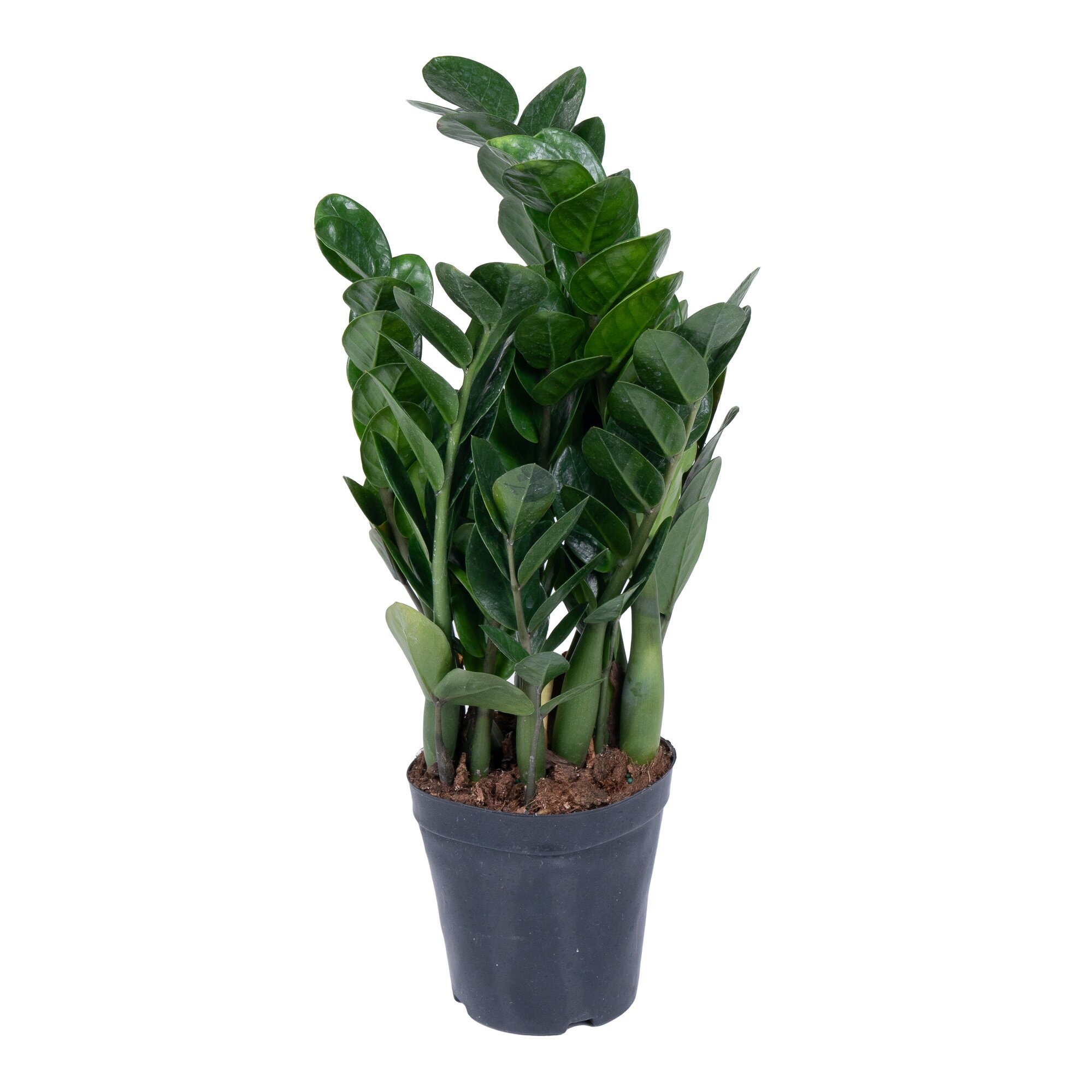 Замиокулкас