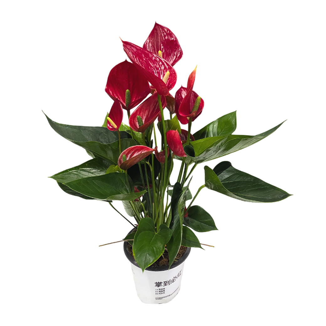 Антуриум андрианум Фламинго красный