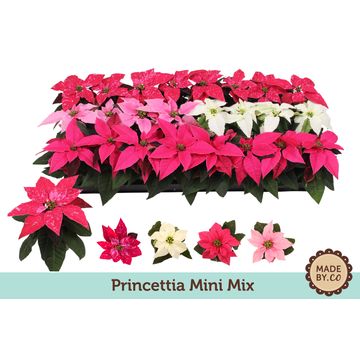 Принцеттия Микс