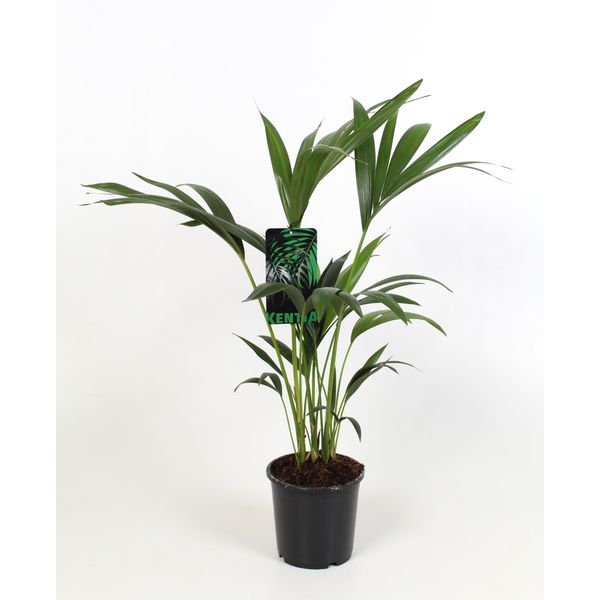 Ховея Форстериана