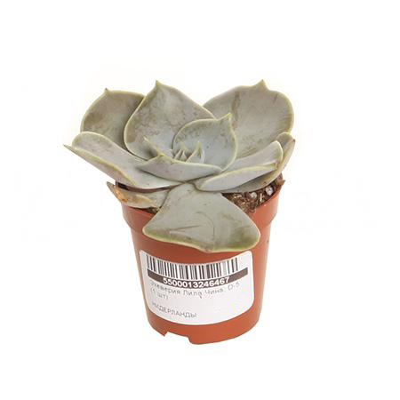 Эхеверия Лила Чина