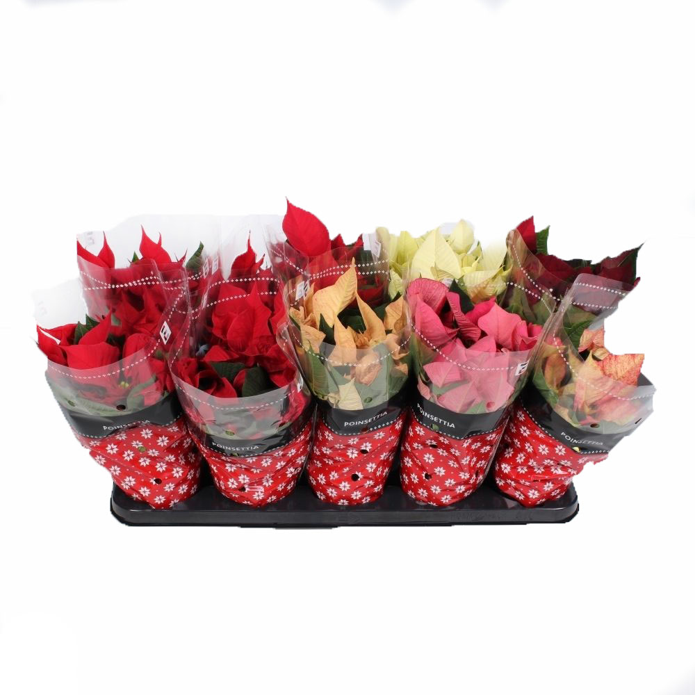 Пуансеттия Микс