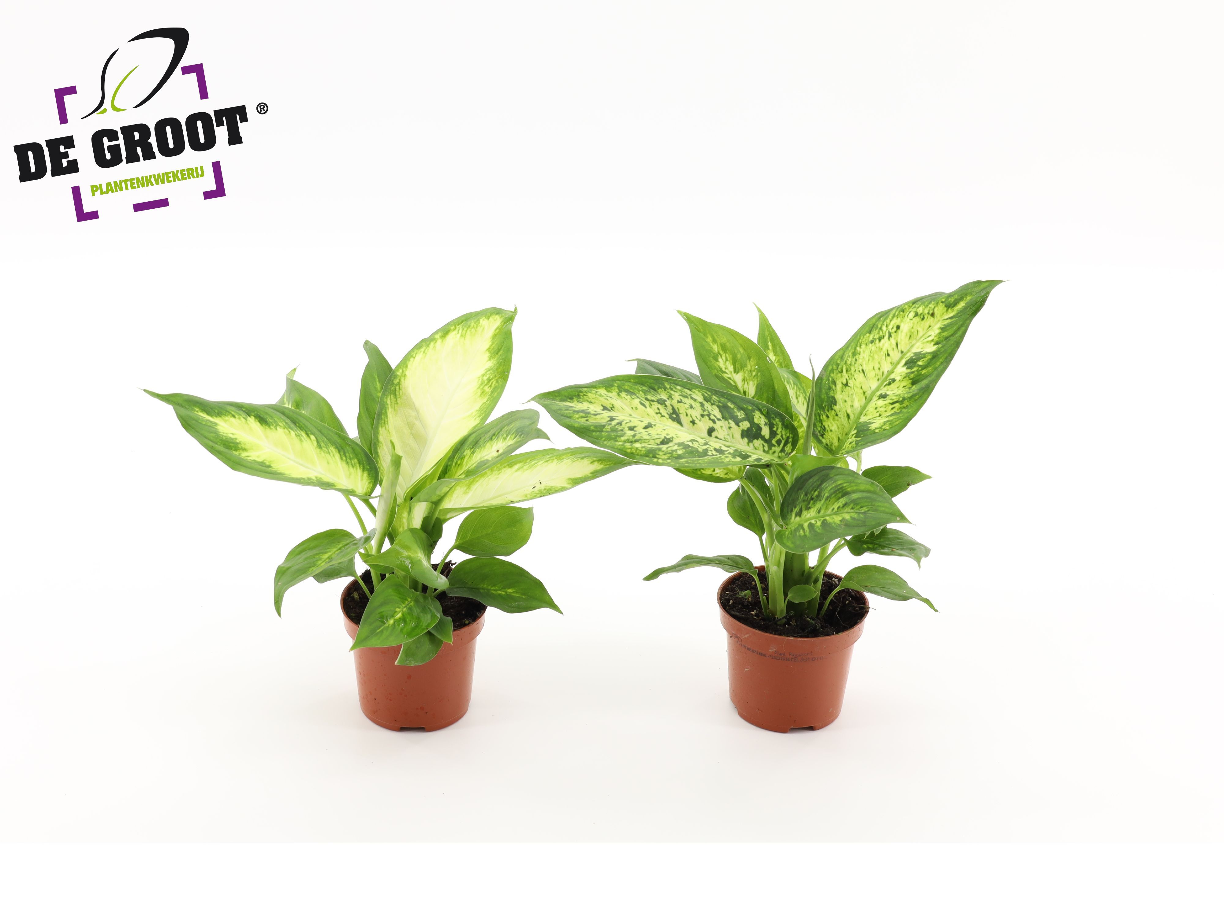 Диффенбахия Микс