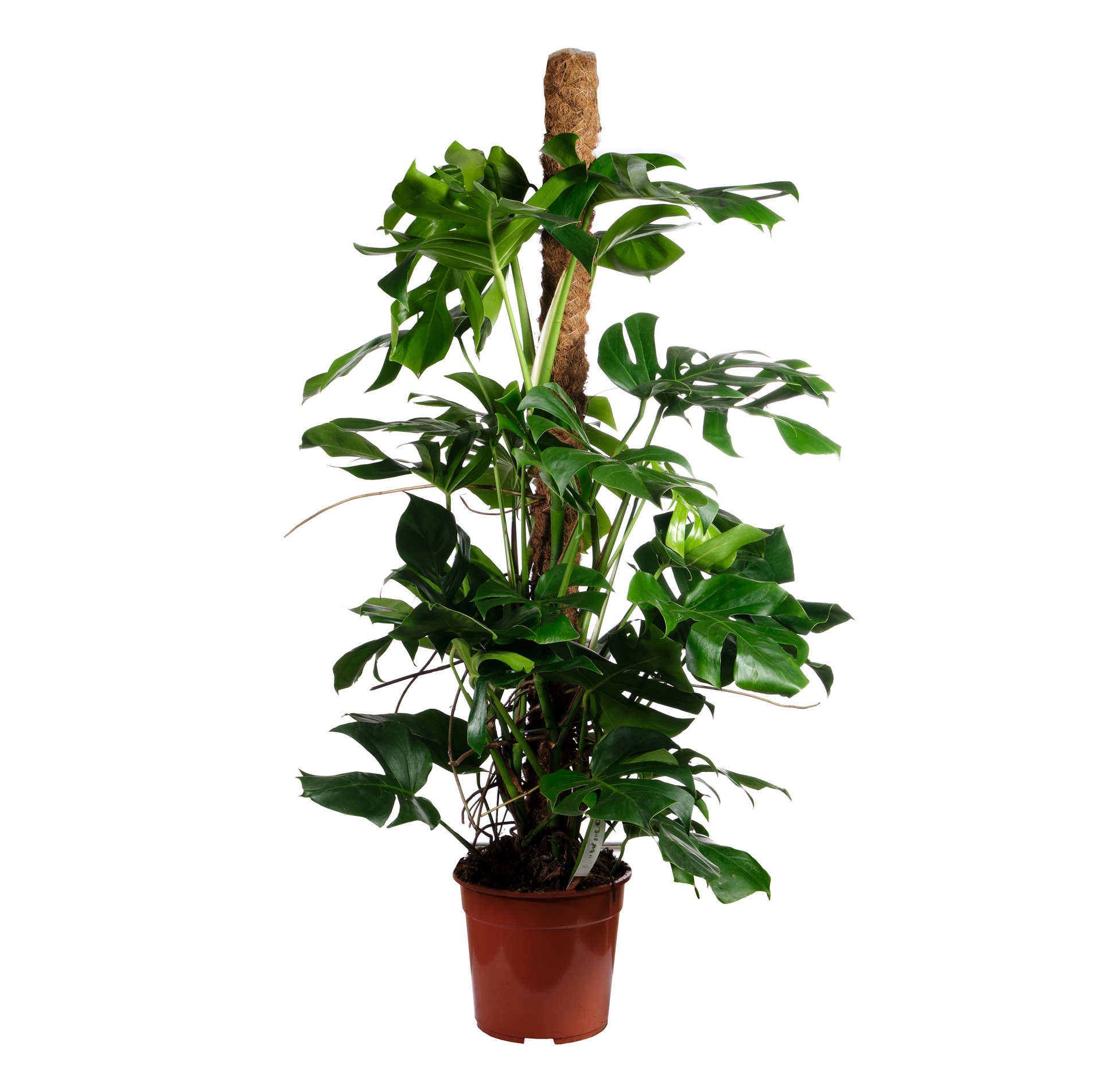 Монстера моссток