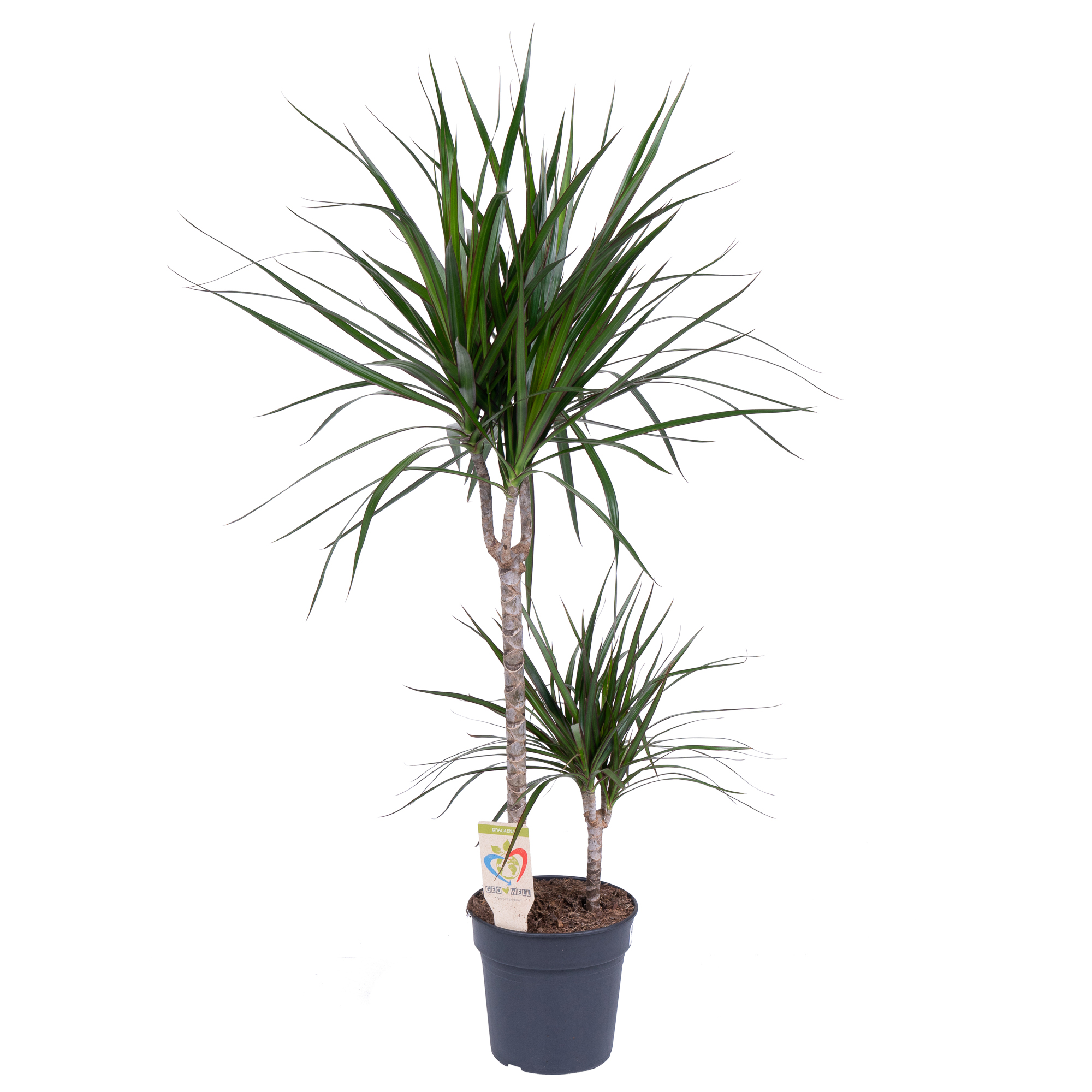 Драцена маргината 2 ст