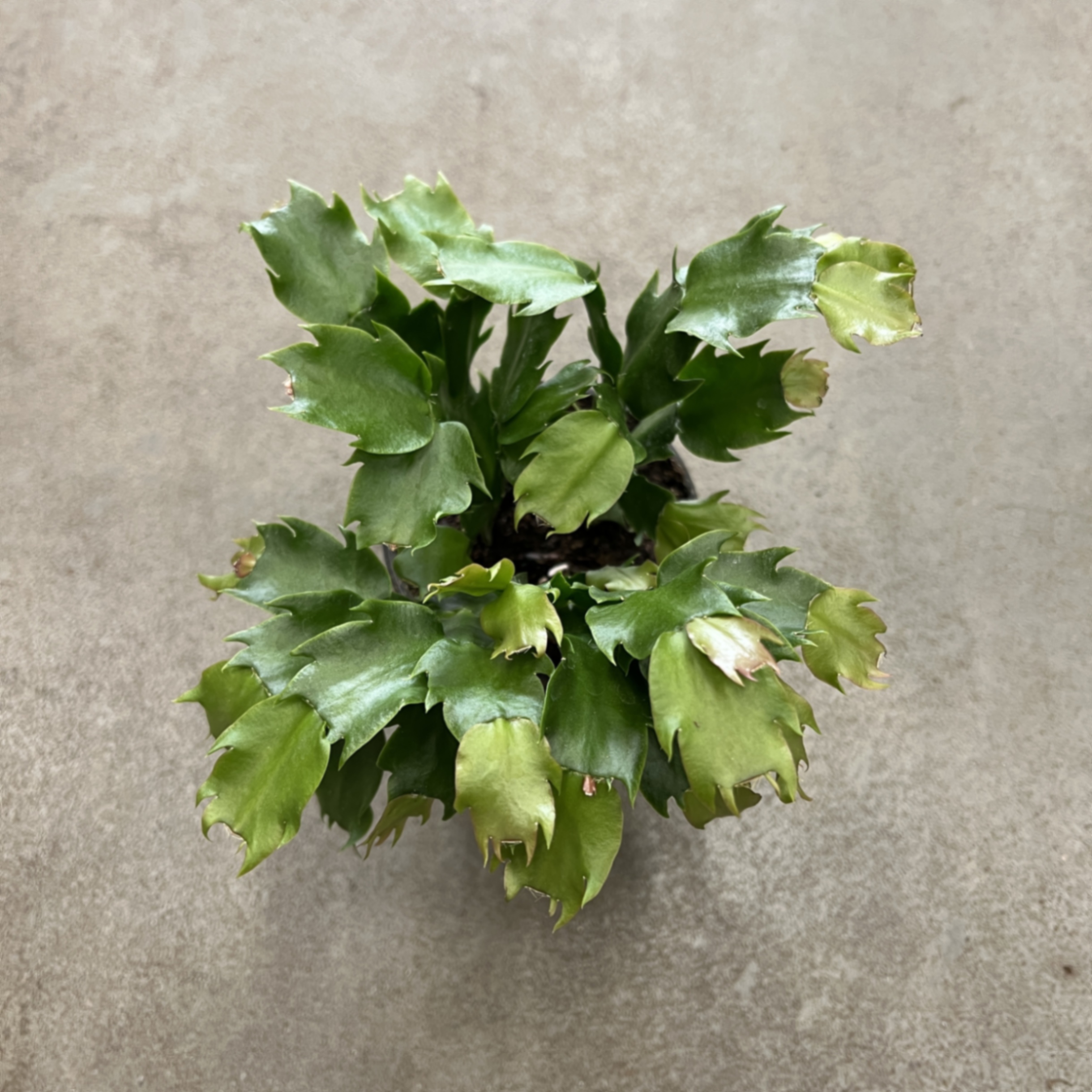 Шлумбергера Микс