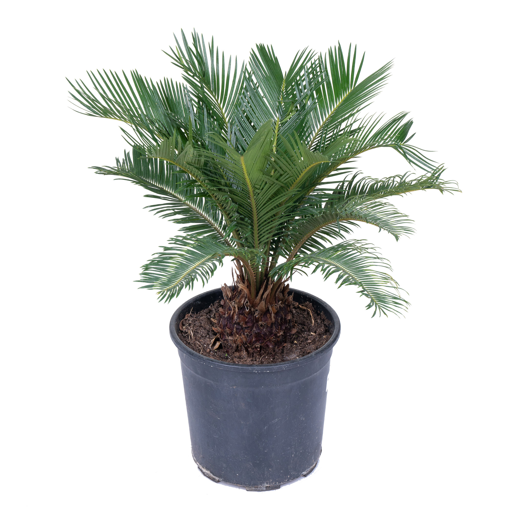 Цикас Революта