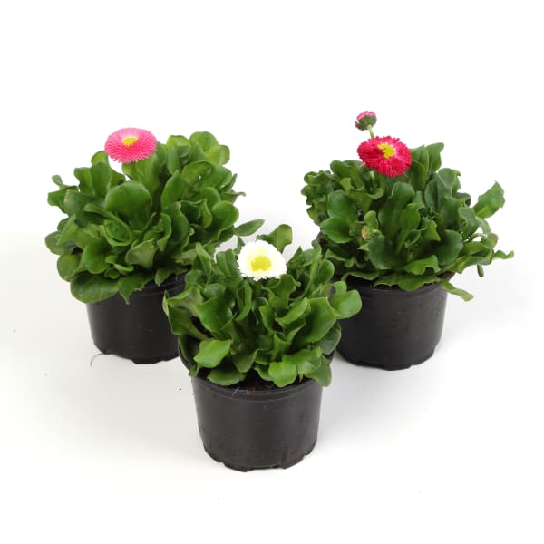 Маргаритка Микс