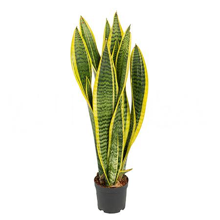 Сансевиерия Лауренти