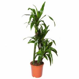 Драцена фрагранс Джанет Крейг 3 ст