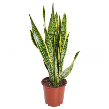 Сансевиерия Лауренти