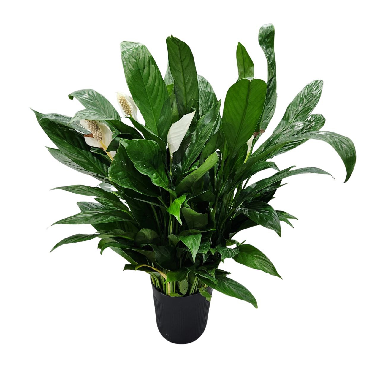 Спатифиллум Шопен