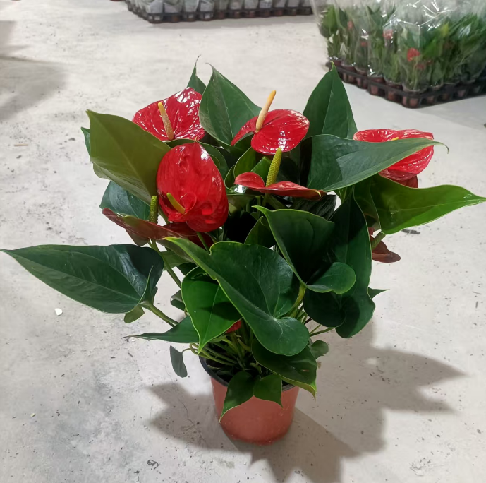 Антуриум андрианум Саксес Ред