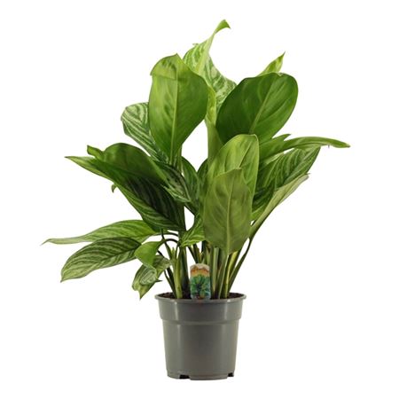 Аглаонема Страйп