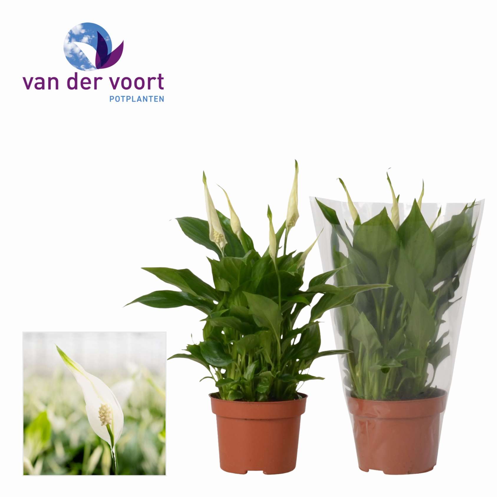 Спатифиллум Шопен