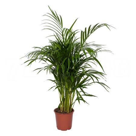 Хризолидокарпус Лутесценс