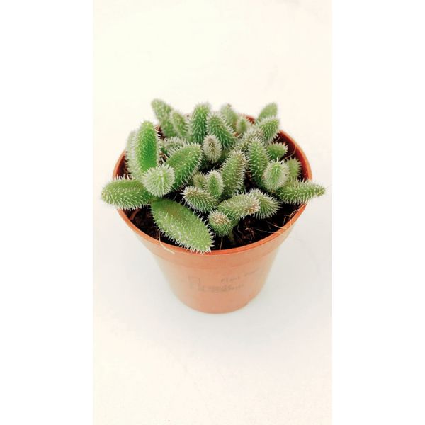 Делосперма Эхинатум