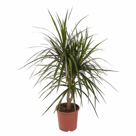 Драцена маргината разветвленная