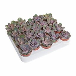 Эхеверия Перл Фон Нюрнберг