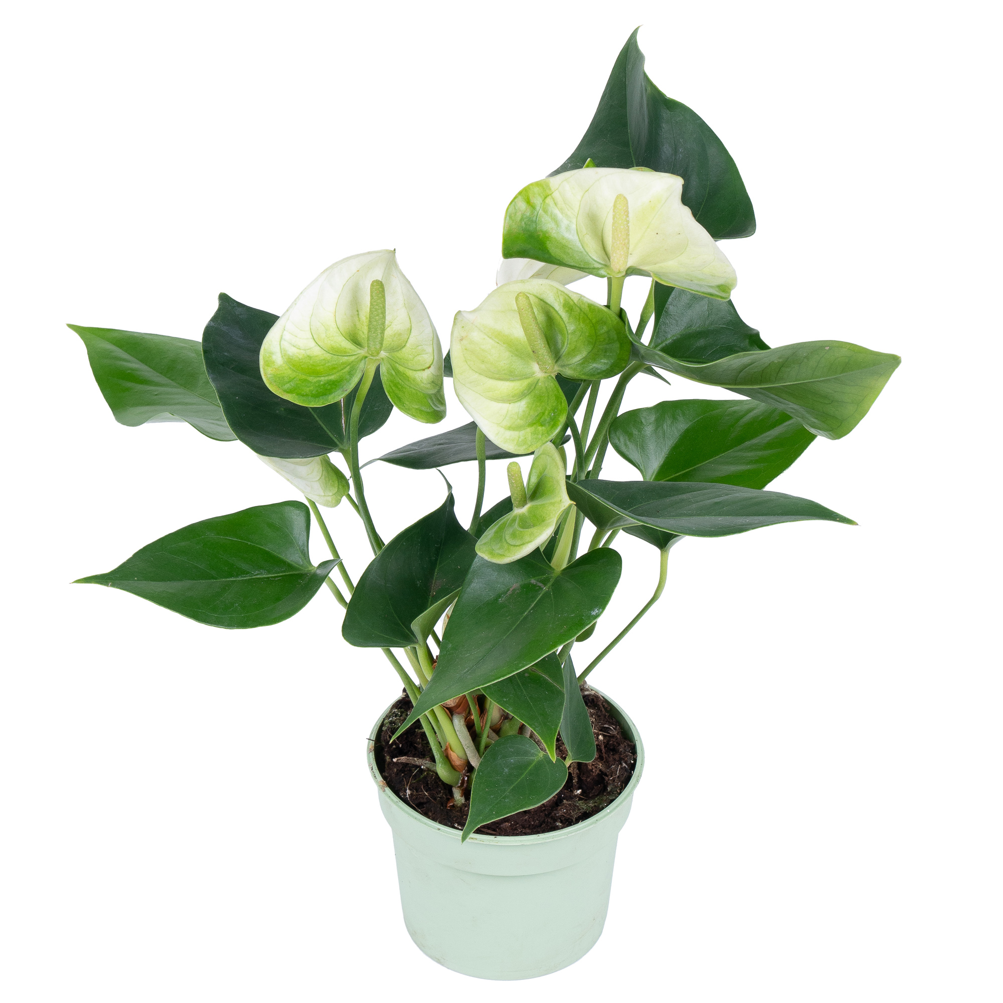 Антуриум андрианум белый