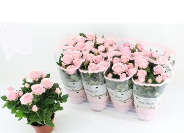 Роза Инфинити розовая