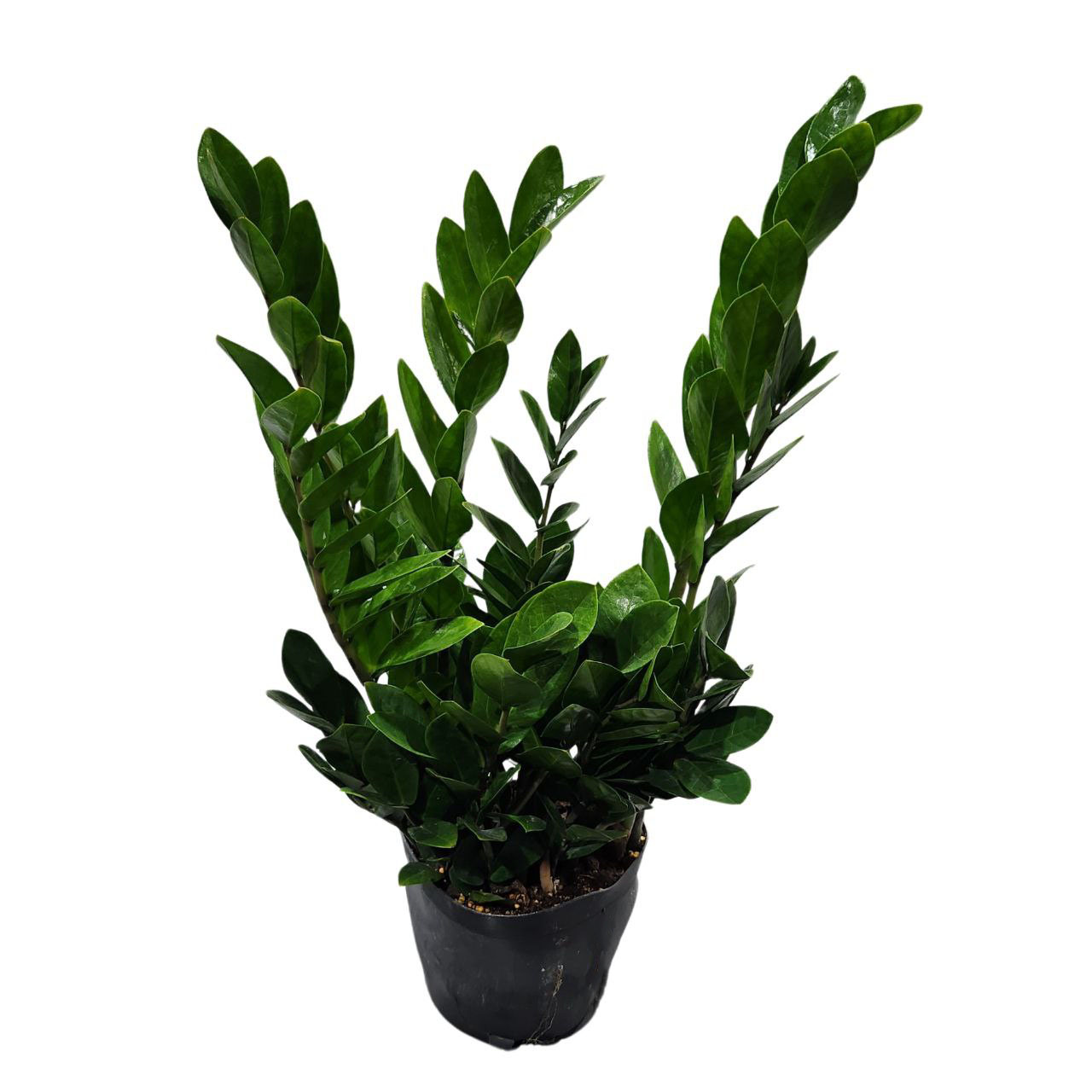 Замиокулкас