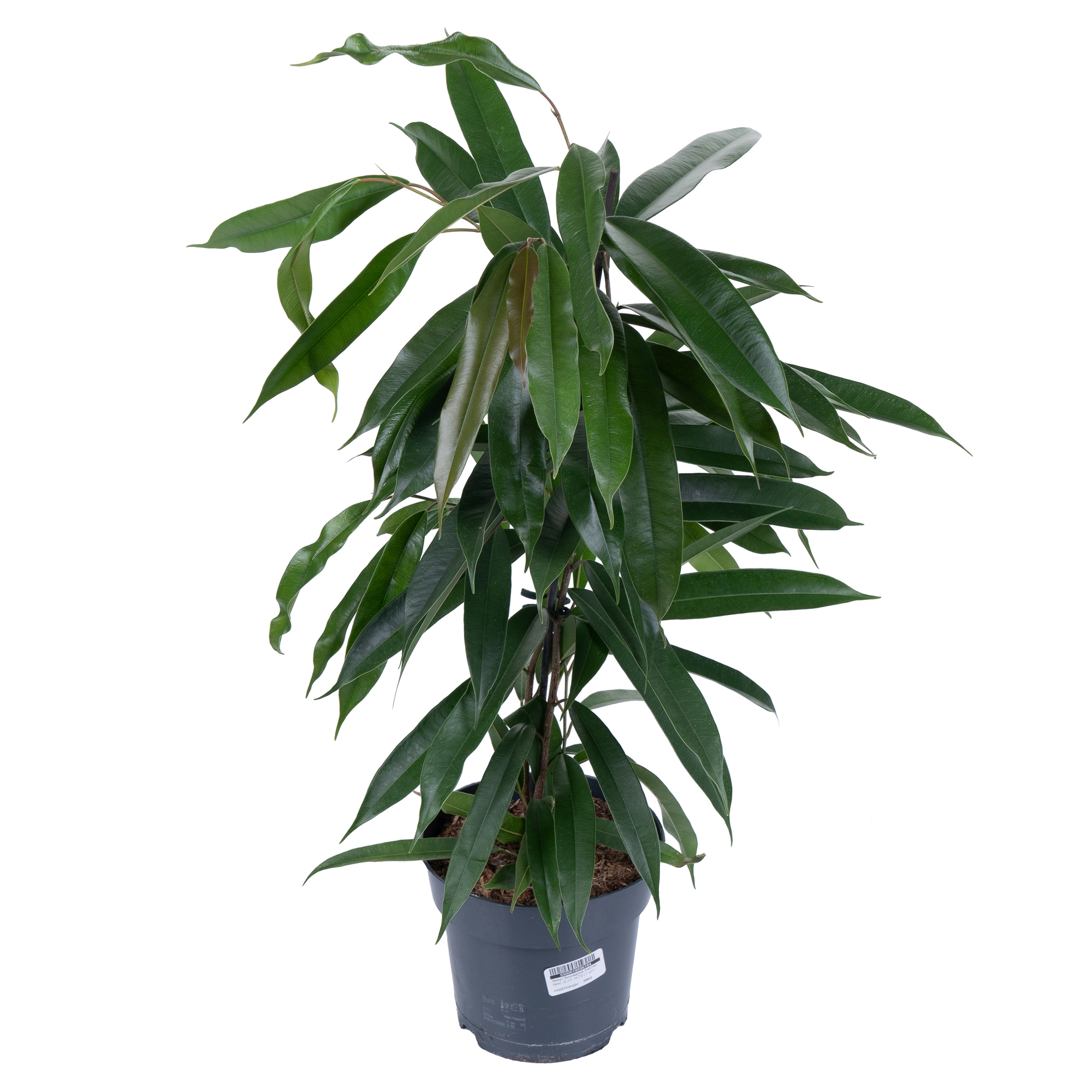 Фикус биннедика Амстел Кинг