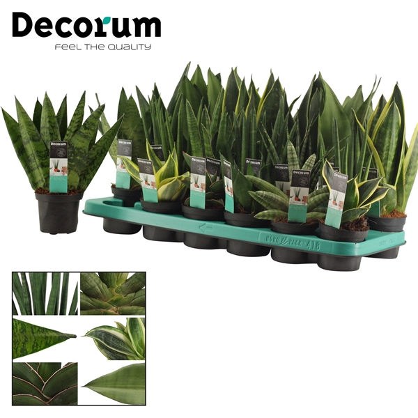 Сансевиерия цилиндрическая Микс