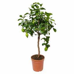 Цитрофортунелла Лимон штамбовая