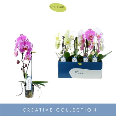 Фаленопсис Микс каскад 1 ст