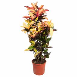 Кодиеум Миссис Айстон разветвленный