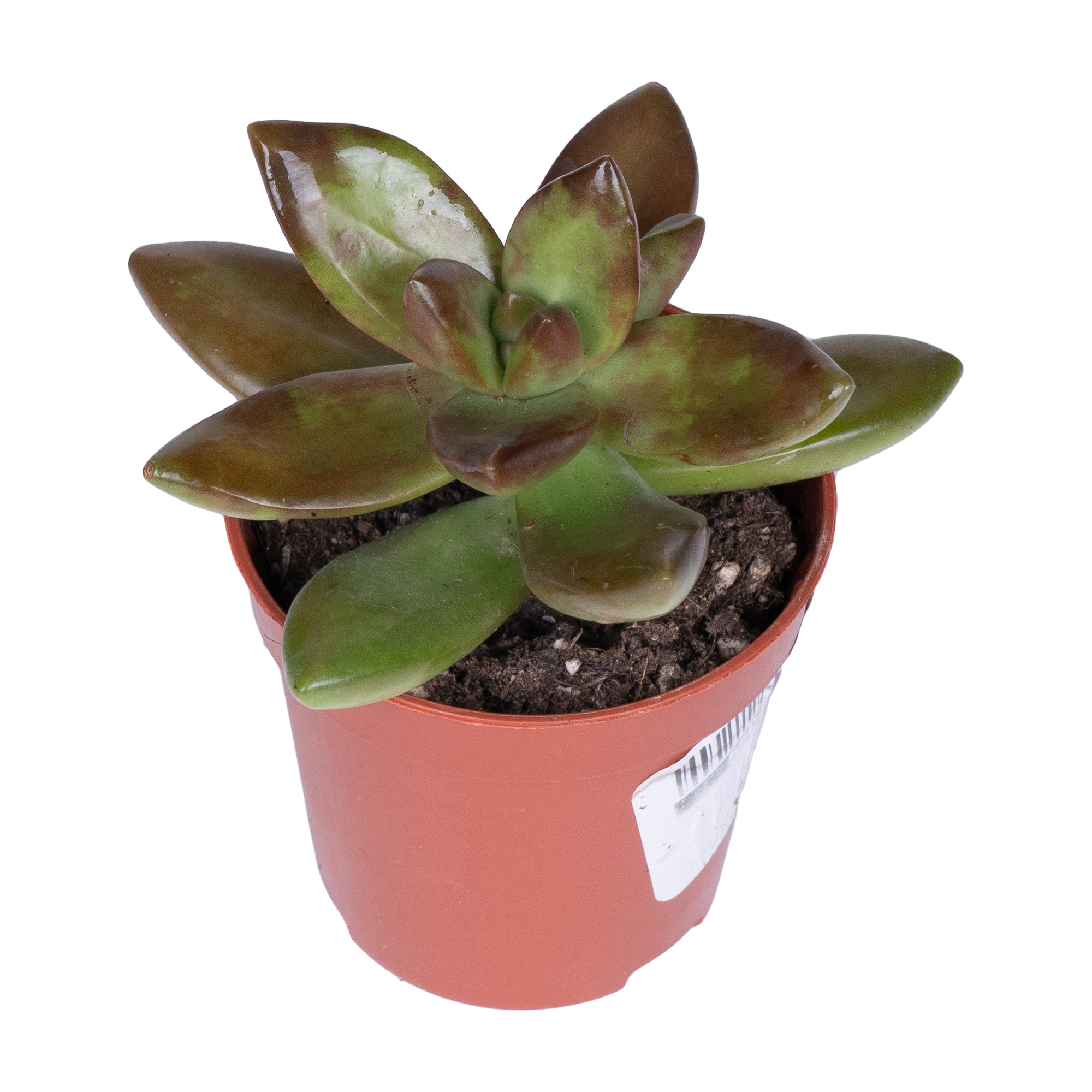 Очиток Нусбаумерианум