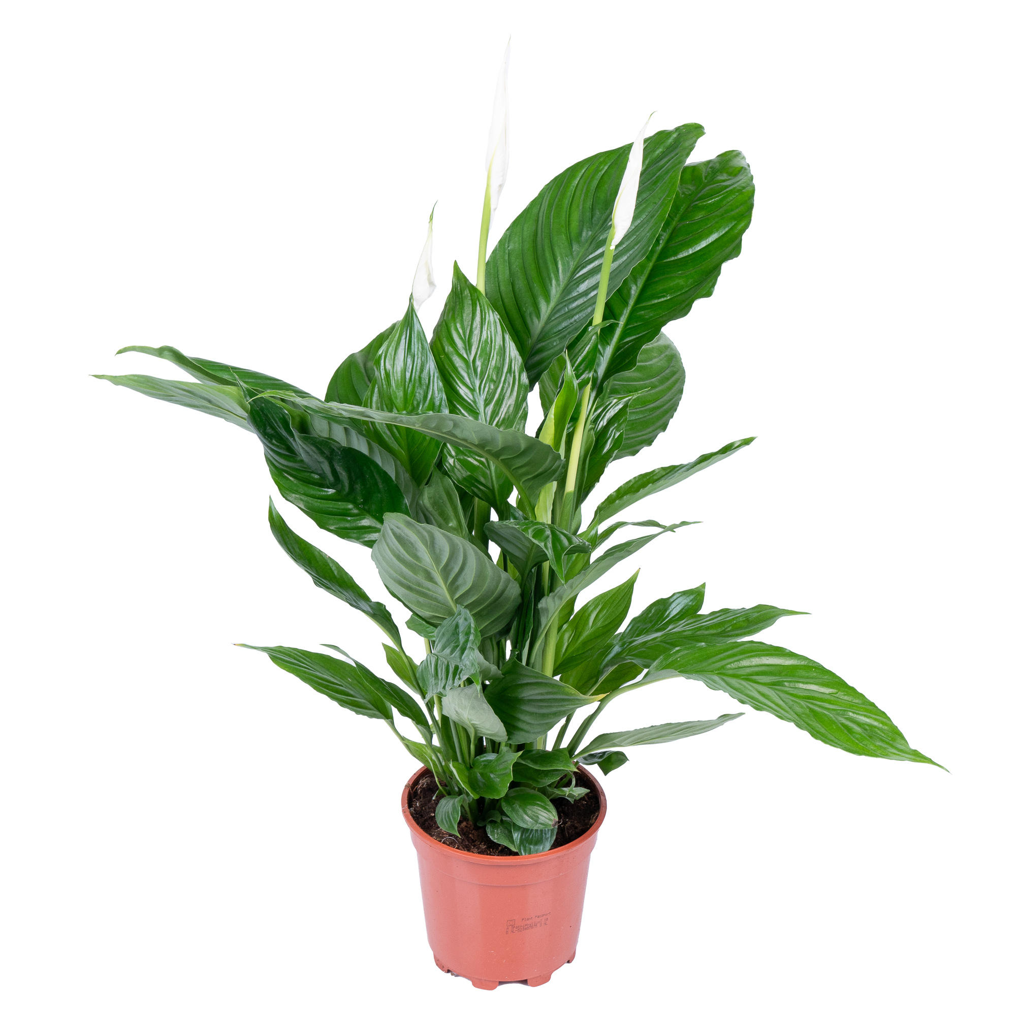 Спатифиллум Вивальди