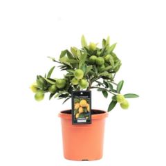 Цитрофортунелла Лаймкват штамбовая