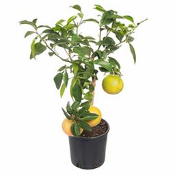 Цитрофортунелла Грейфрут штамбовая