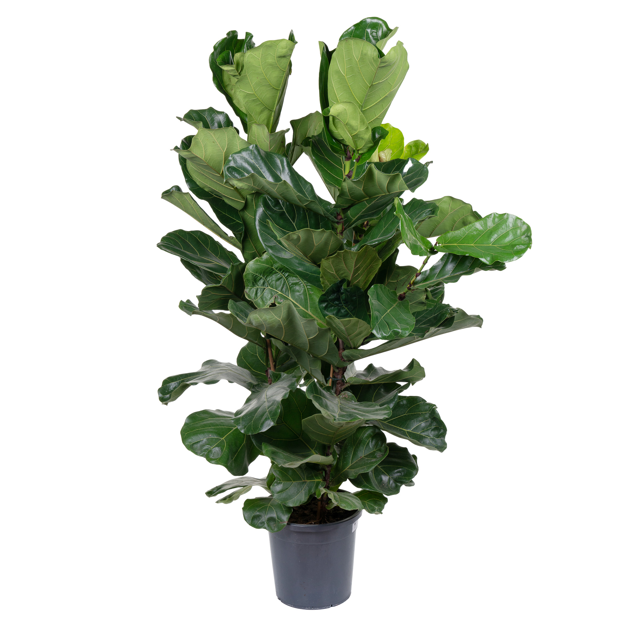 Фикус лирата 3 ст