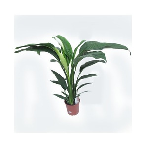 Спатифиллум Сенсейшен